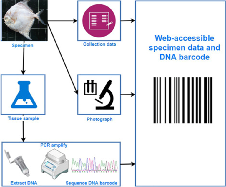 Quá trình làm mã vạch DNA