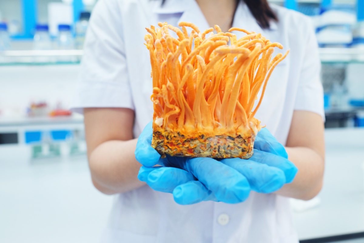 Nấm đông trùng hạ thảo Cordyceps militaris chuẩn giống được bảo tồn giống và phát triển tại Viện Snh học nhiệt đới