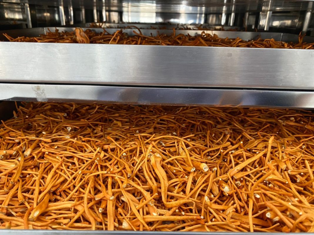 Đông trùng hạ thảo sấy khô trong phòng thí nghiệm chuẩn GMP