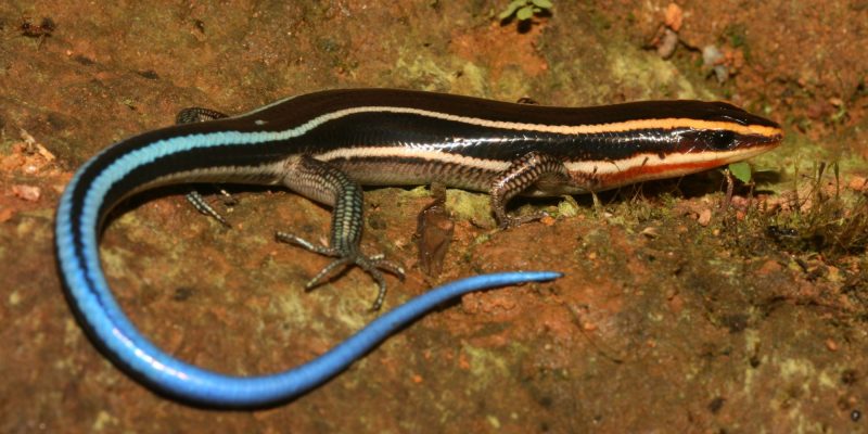 Trang chu - Slice - Da dang sinh hoc